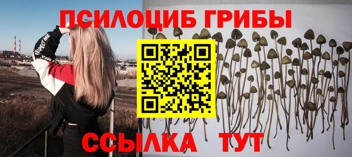 Галлюциногенные грибы Psilocybine cubensis Абакан
